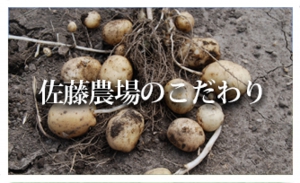 訓子府 佐藤農場 ごぼう 農家 佐藤