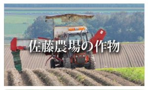 訓子府,佐藤農場,北海道,ごぼう